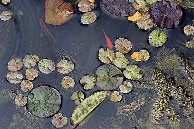 关系够硬 暴雪总裁请求Xbox菲尔·斯宾塞：想早点玩《星空》